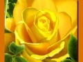 游戏Yellow Roses