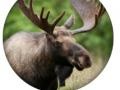 游戏Animal Quiz 