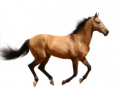 游戏Create Your Own Horse