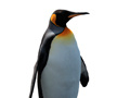 游戏Penguin Painting: Coloring For Kids