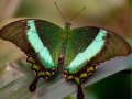 游戏100 Pics Quiz Online