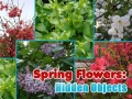 游戏Spring Flowers: Hidden Objects