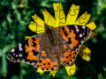 游戏Jigsaw Puzzle: Spring