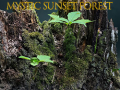 游戏Mystic sunset forest