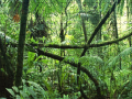 游戏Jigsaw puzzle: Rainforest