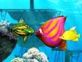 游戏Big Fish Eat Small Fish