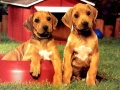 游戏Puppy Pairs Puzzle