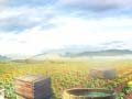 游戏Farm Treasure