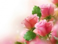 游戏Pink Roses