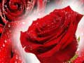 游戏Red Roses