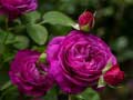 游戏Purple Roses