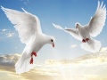 游戏Flying Birds