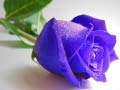 游戏Blue Roses