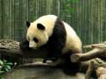 游戏Pandas Puzzle