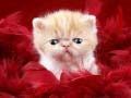 游戏Funny Kitty