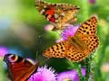 游戏Butterfly Slide