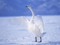 游戏Graceful Swans