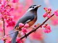 游戏Lovable Birds
