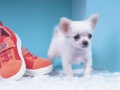 游戏Lovely Puppy Puzzle