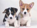游戏Cute Puppies Puzzle
