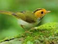 游戏Birds Slide