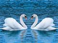 游戏Swans Slide