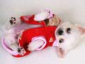 游戏Lovely Puppy Slide