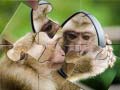 游戏Chimpanzee Jigsaw