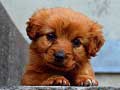 游戏Puppy Puzzle