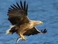游戏Flying Birds Slide