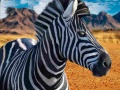 游戏Zebra Hunter