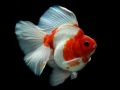 游戏Gold Fish Jigsaw Puzzle