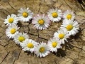 游戏Daisy Heart Jigsaw