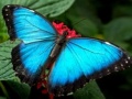游戏Nature Jigsaw Puzzle Butterfly