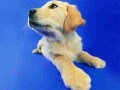 游戏Funny Cats And Dogs Jigsaw Puzzle