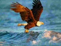 游戏Animals Jigsaw Puzzle Eagle