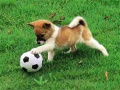 游戏Playful Puppy Outdoor Puzzle