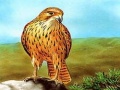 游戏Birds of Prey Slide
