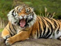 游戏Animals Jigsaw Puzzle Tiger