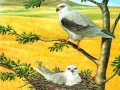 游戏Birds Of Prey Puzzle