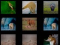 游戏Animal Memory