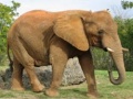 游戏Animals Jigsaw Puzzle - Elephants