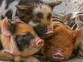 游戏Piglet Piggy Jigsaw
