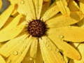 游戏Flower Petals Raindrop Jigsaw