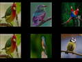 游戏Memorize the birds
