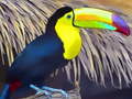 游戏Toucan Bird Jigsaw
