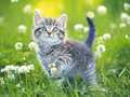 游戏Kittens Jigsaw