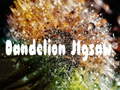 游戏Dandelion Jigsaw