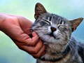 游戏Tickling Cat