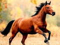 游戏Horse Slide